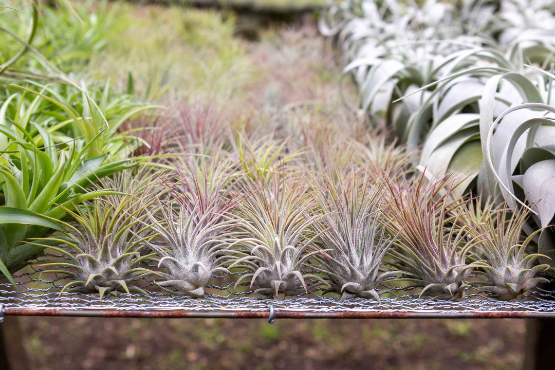 Blushing Tillandsia Ionantha Guatemala Air Plants 