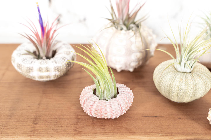 A Variety of Sputnik, Alfonso, Pink and Purple Sea Urchins with Assorting Tillandsia Ionantha Air Plants