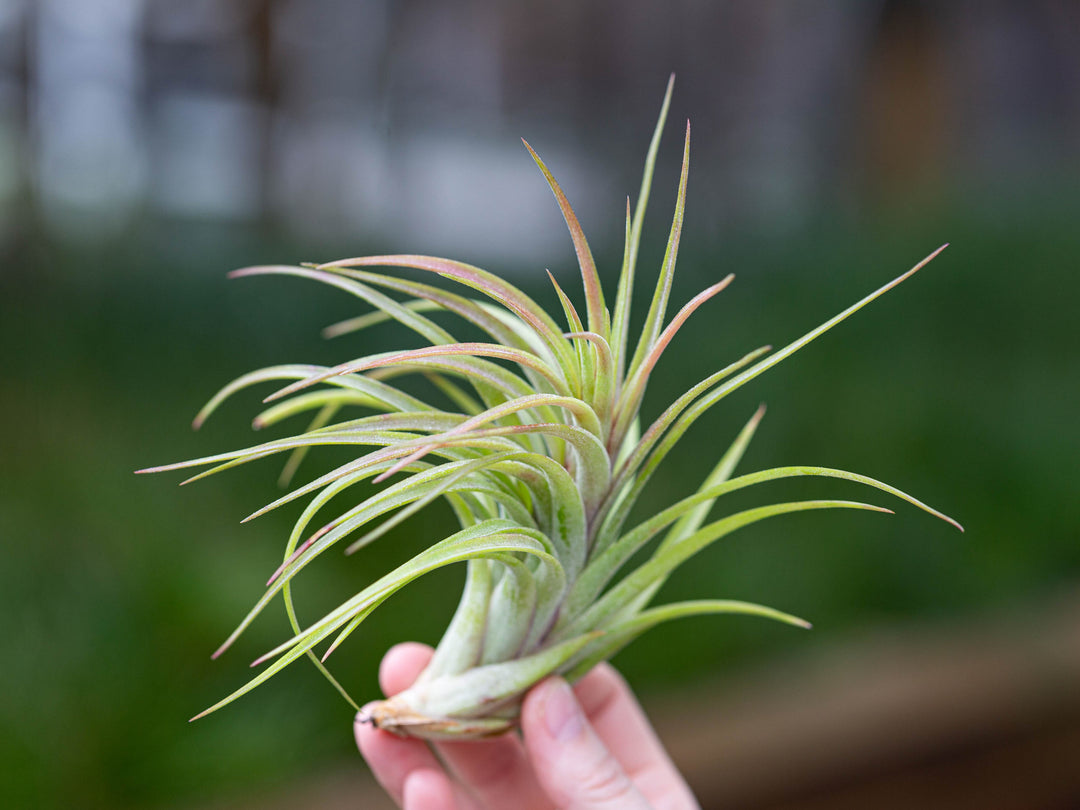 Wholesale: Ionantha Brachycaulos X Ionantha 'Victoriana' Air Plants