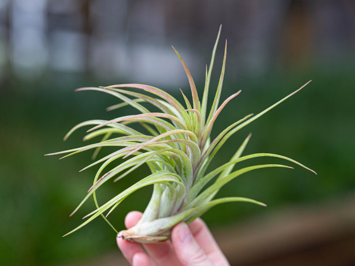 Wholesale: Ionantha Brachycaulos X Ionantha 'Victoriana' Air Plants