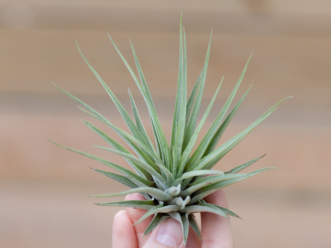 Tillandsia vriesea espinosae air plant