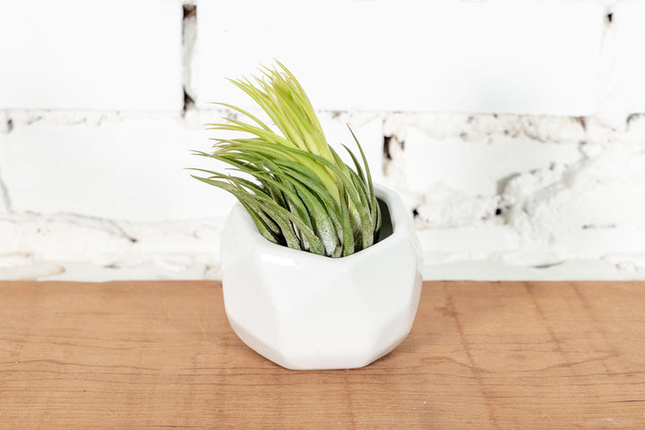 White Ceramic Geometric Planter with Tillandsia Ionantha Scaposa Air Plant