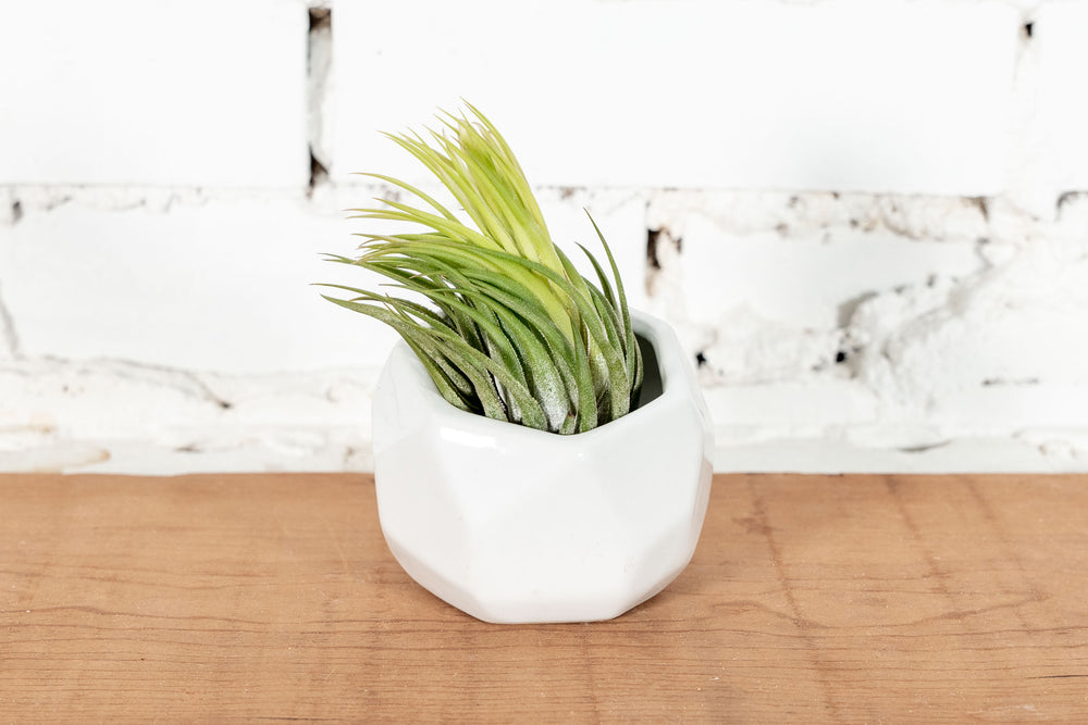 White Ceramic Geometric Planter with Tillandsia Ionantha Scaposa Air Plant