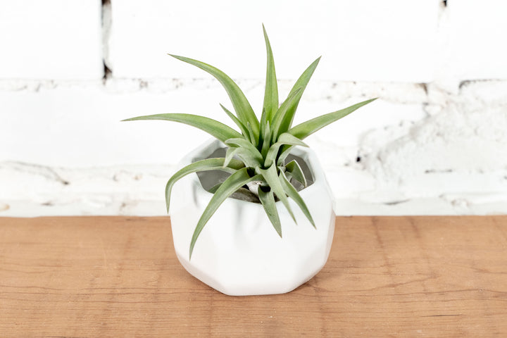 White Ceramic Geometric Planter with Tillandsia Velutina Air Plant