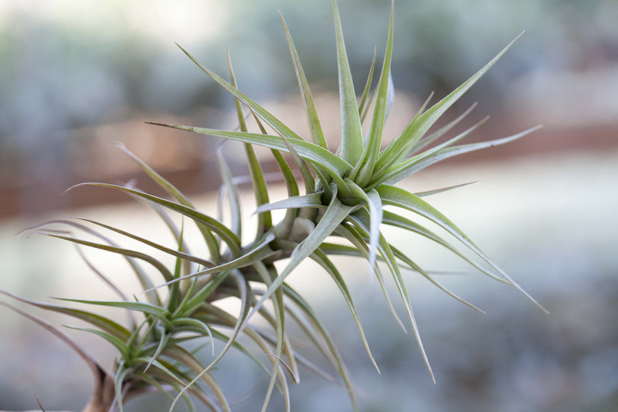 Tillandsia Aeranthos Major Air Plant