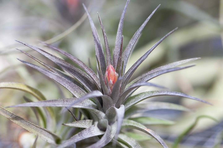 Blushing and Blooming Tillandsia Aeranthos Air Plant