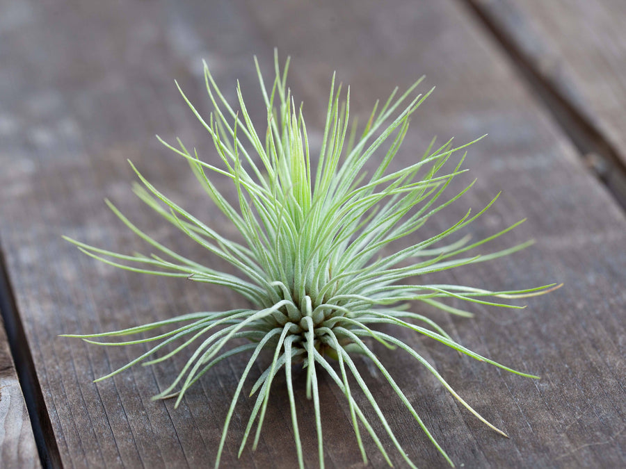 Tillandsia andreana air plant