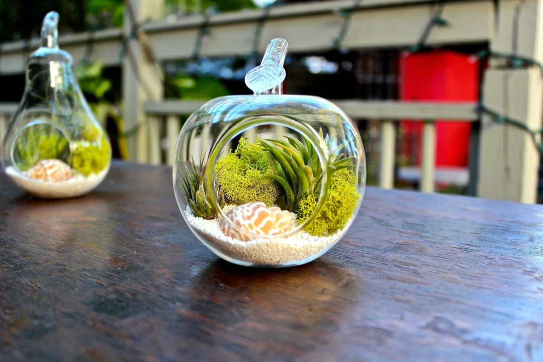 1 Pear and 1 Apple Shaped Glass Terrariums with Assorted Tillandsia Air Plants, Moss, Sea Shell and White Sand