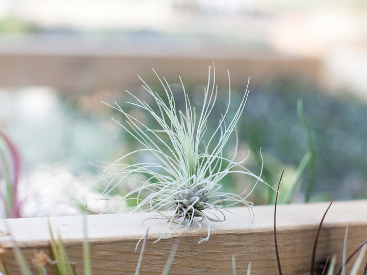 Holiday Gift Boxed: Coastal Terrarium with Tillandsia Argentea Thin