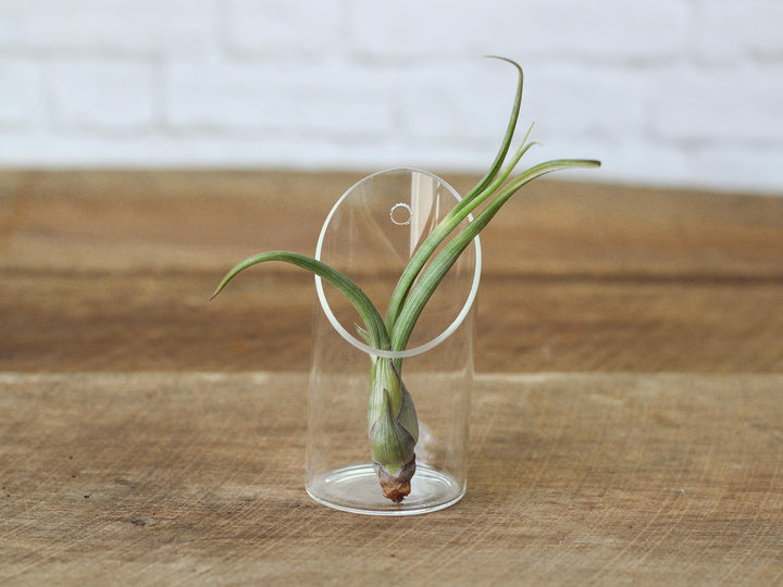 Tillandsia Baileyi Air Plant