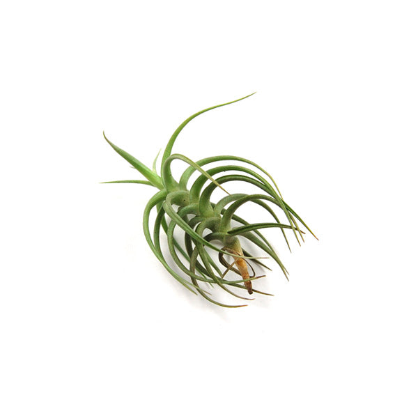 Tillandsia Bergeri Air Plant