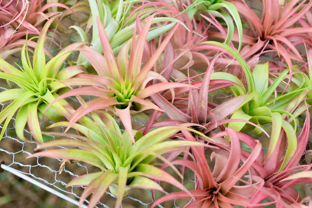 Blushing Tillandsia Abdita Brachycaulos Air Plants 