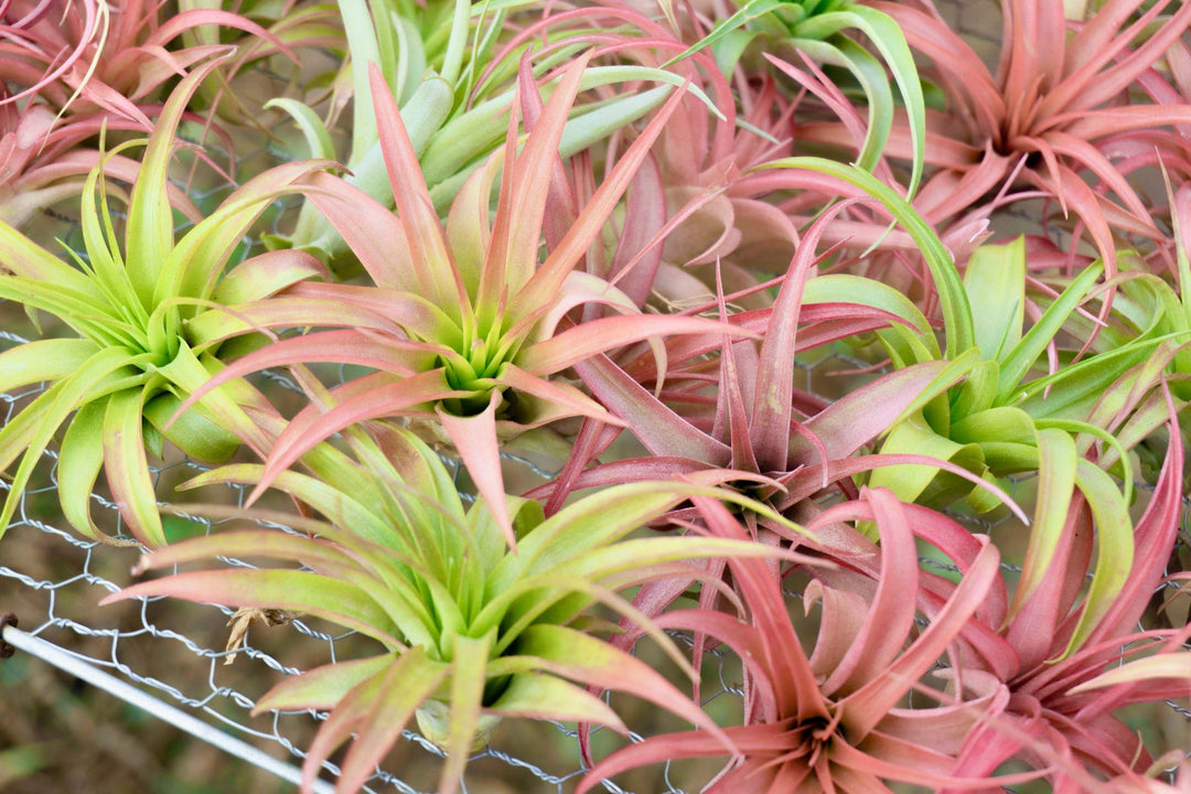 Blushing Tillandsia Abdita Brachycaulos Air Plants 