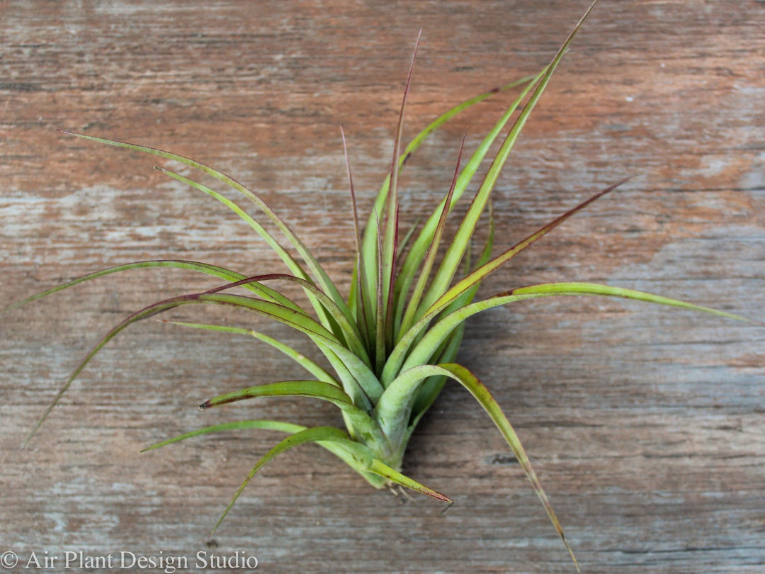 Tillandsia Sparkler Air Plant