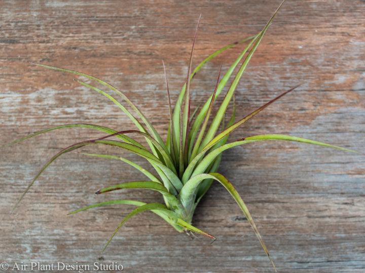 Wholesale Tillandsia 'Sparkler' (Brachycaulos x Concolor) Hybrid Air Plants