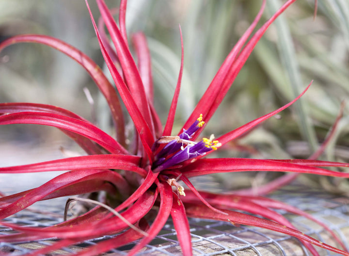 Blushing and Blooming Tillandsia Abdita Brachycaulos Air Plant