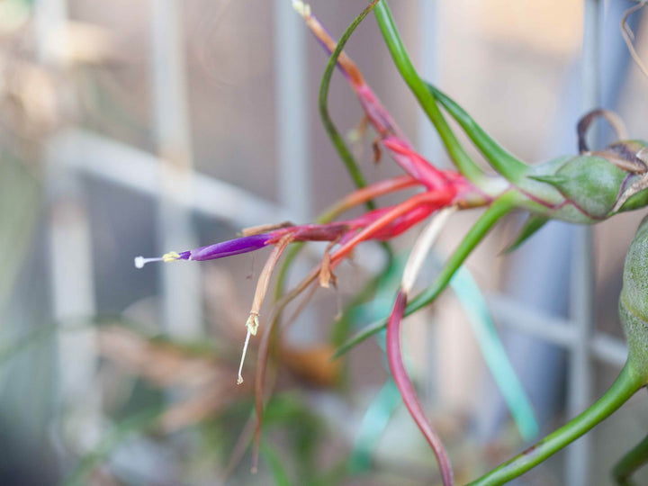 Close up of Bloom on a Tillandsia Bulbosa Belize Air Plant