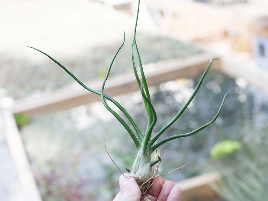 Tillandsia Bulbosa Belize Air Plant