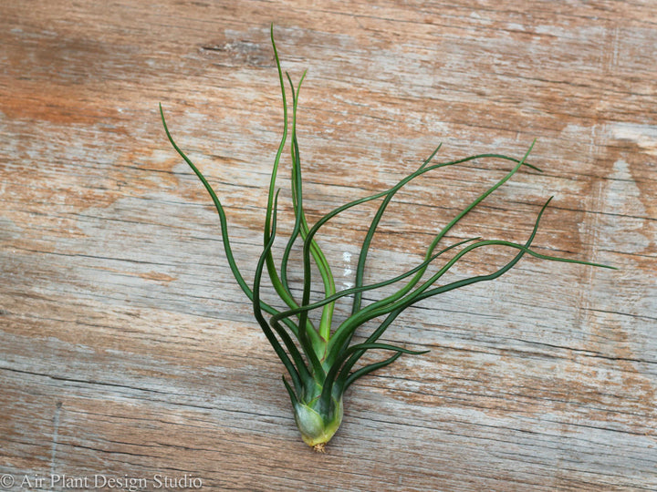 Tillandsia Bulbosa Belize Air Plant