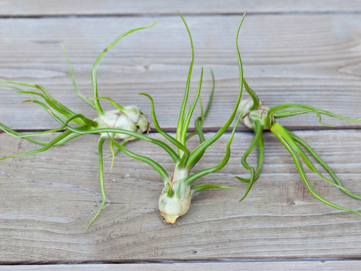 3 Tillandsia Bulbosa Belize Air Plants