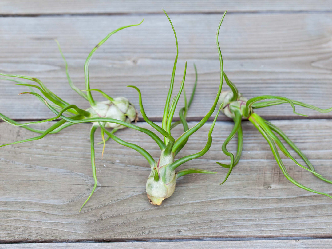 3 Tillandsia Bulbosa Belize Air Plants