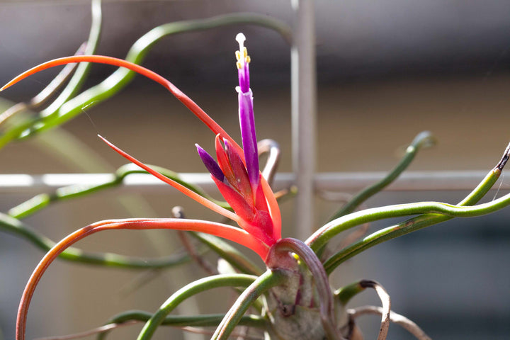 Close up of Bloom on Tillandsia Bulbosa Belize Air Plant