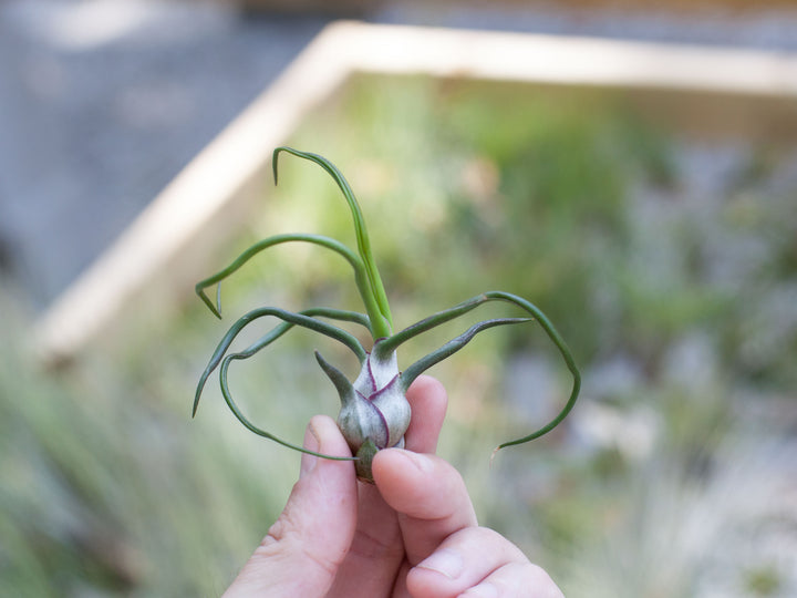 Hand Holding a Tillandsia Bulbosa Guatemala Air Plant