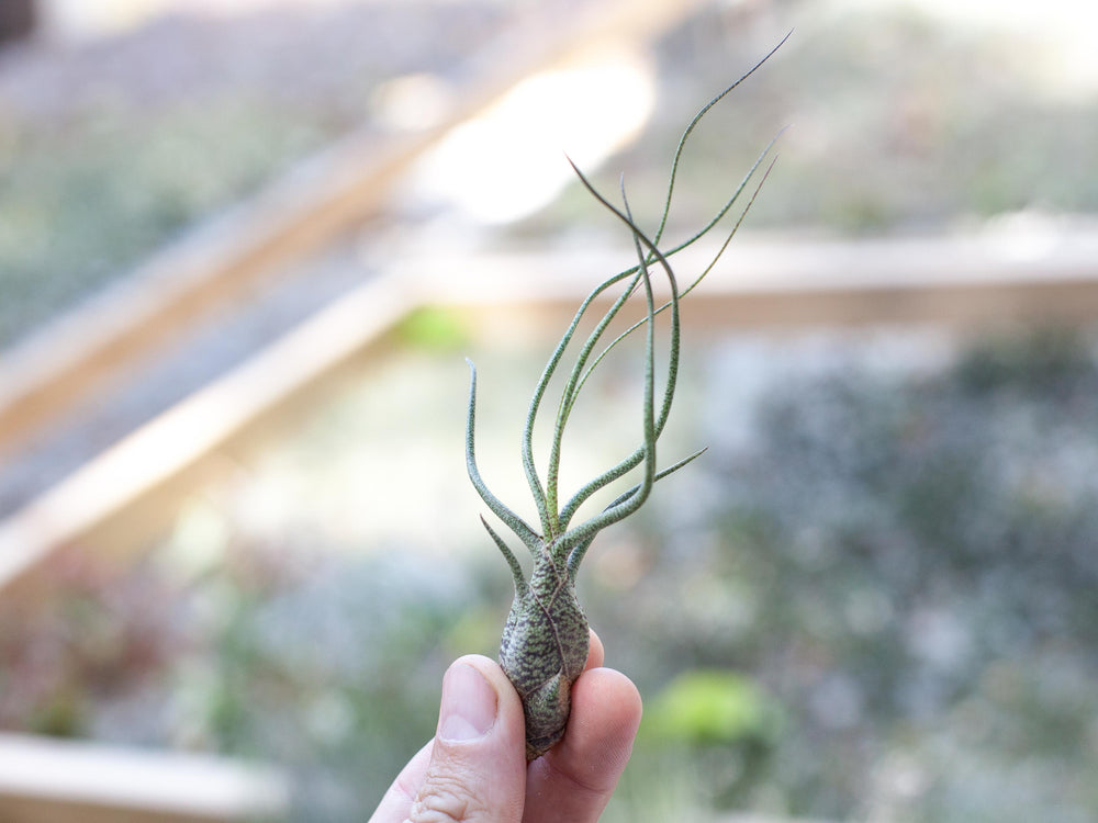 Hand Holding Tillandsia Butzii Air Plant