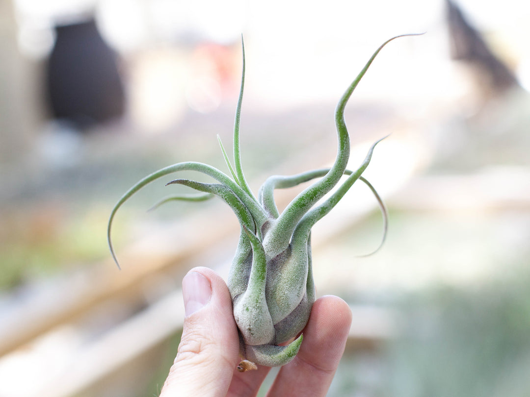 Hand Holding Tillandsia Caput Medusae Air Plant