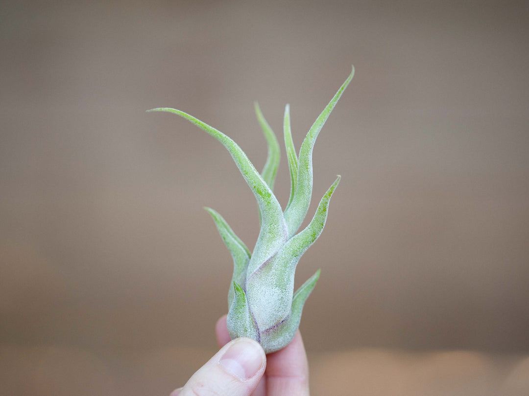 Tillandsia Caput Medusae Air Plant