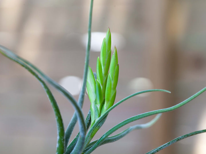 Close up of a Bloom Spike on a Tillandsia Caput Medusae Air Plant