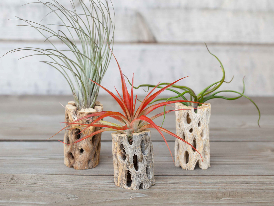 Wholesale: Cholla Wood Display and Assorted Tillandsia Air Plant