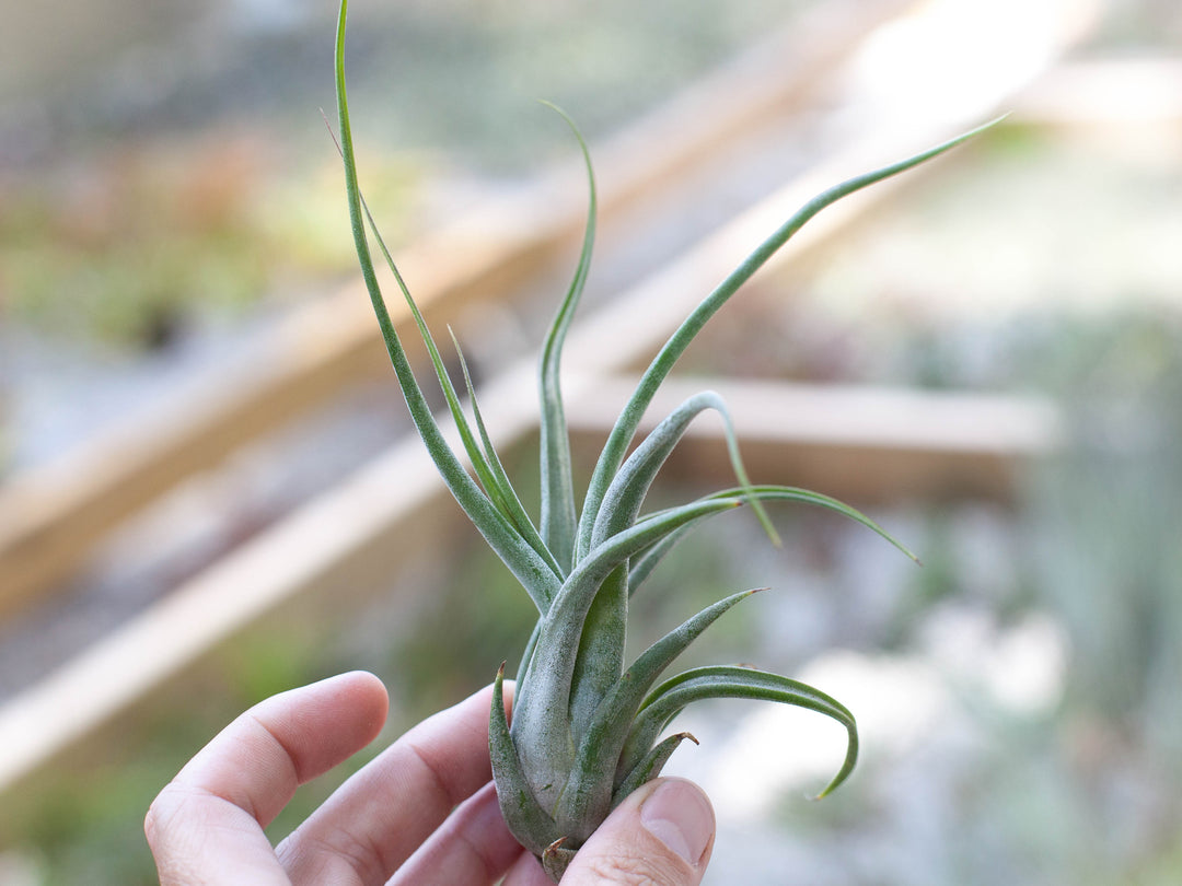 Wholesale: Large Tillandsia Circinata 'Paucifolia' Air Plants | 5-8 Inch Plants