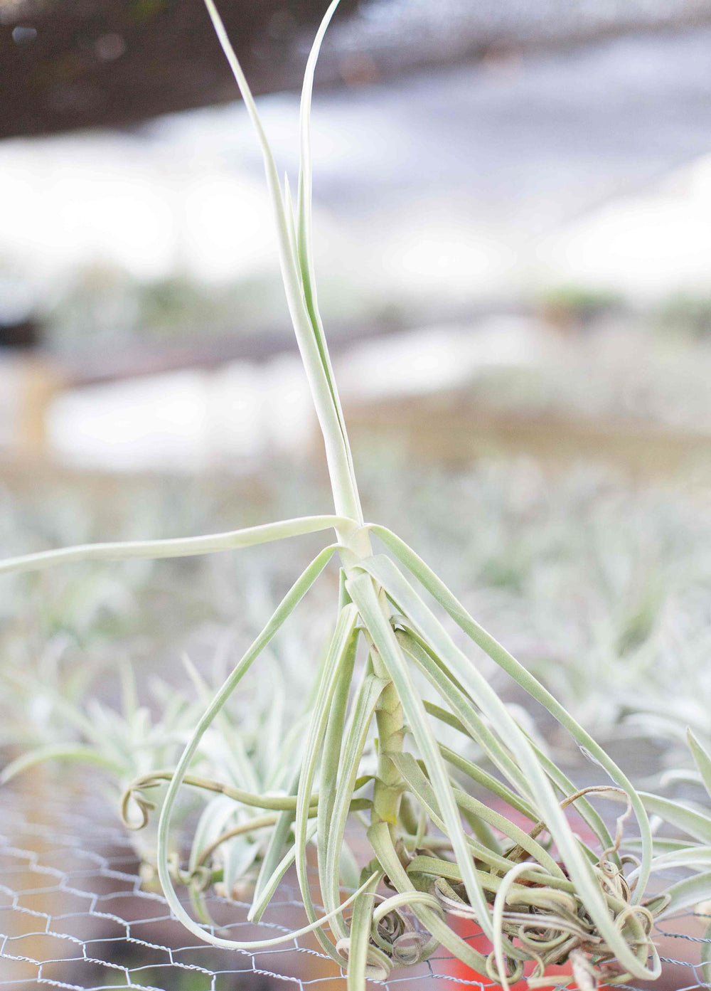 Small Duratii Air Plant