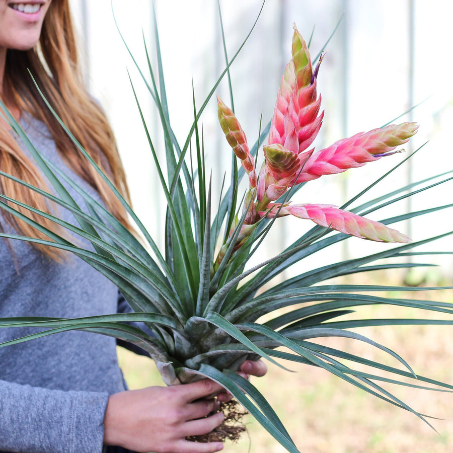 Fasciculata "Tropiflora"  tillandsia Air Plant