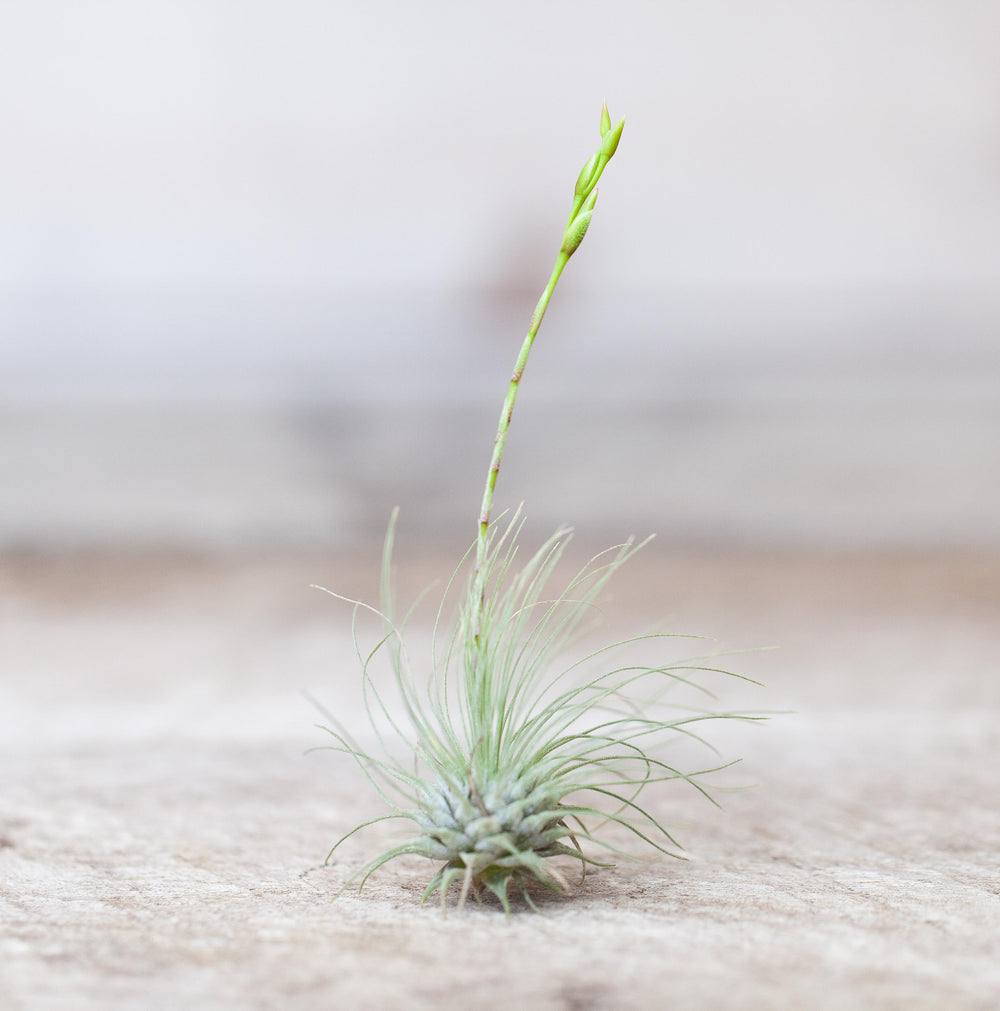 Tillandsia Argentea Thin Air Plant with Bloom Spike