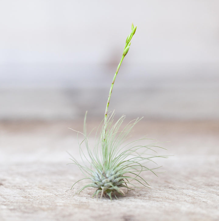 Tillandsia Argentea Thin Air Plant with Bloom Spike