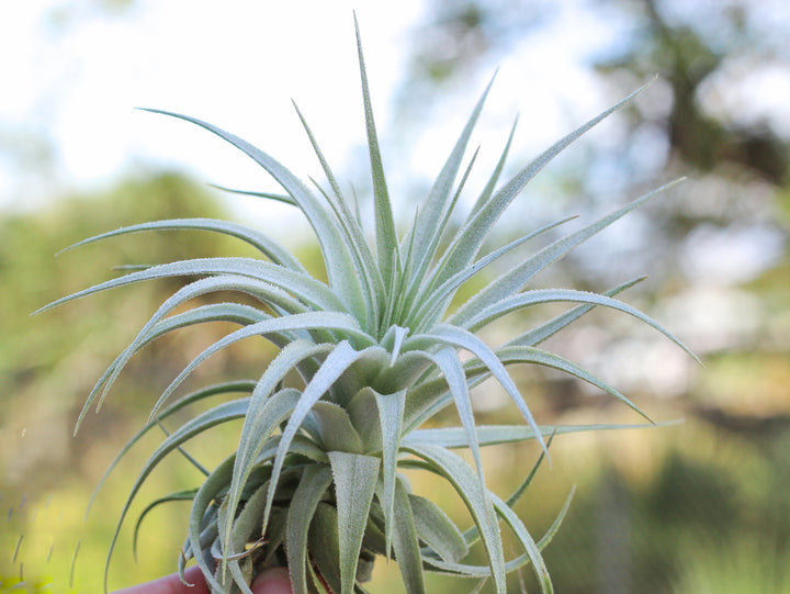 Tillandsia Gardneri air plant