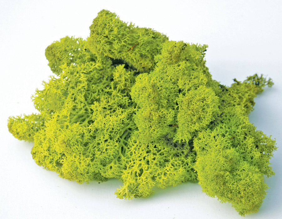 Green Reindeer Moss