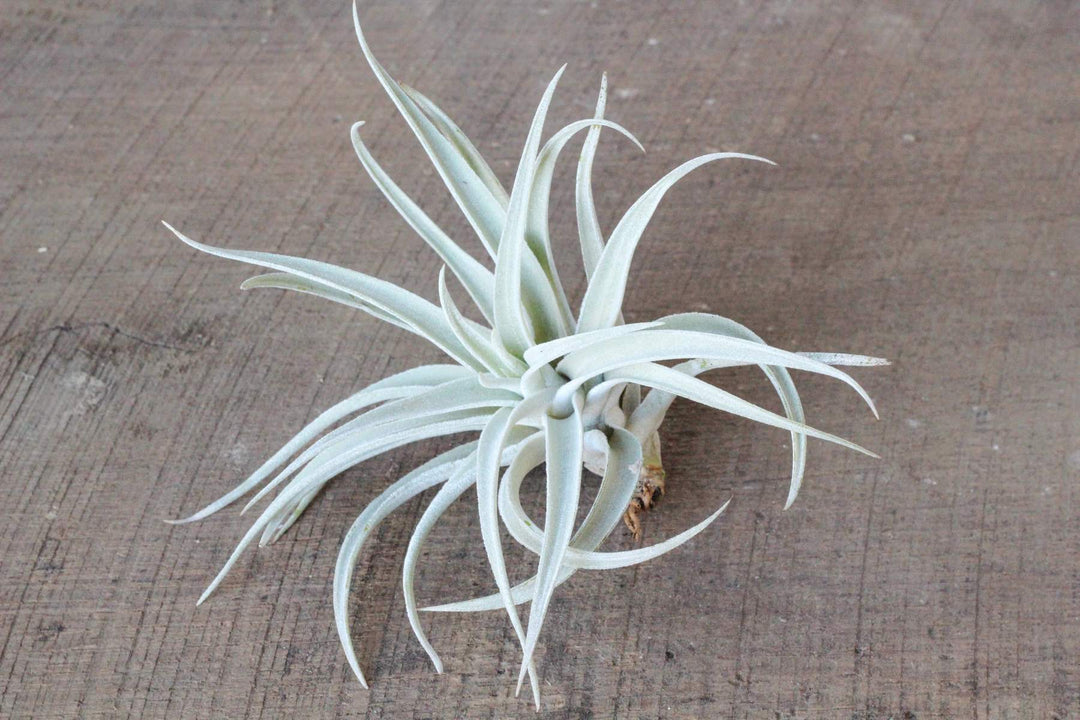 Wholesale: Large Tillandsia Harrisii Air Plants | 5-7 Inch Plants