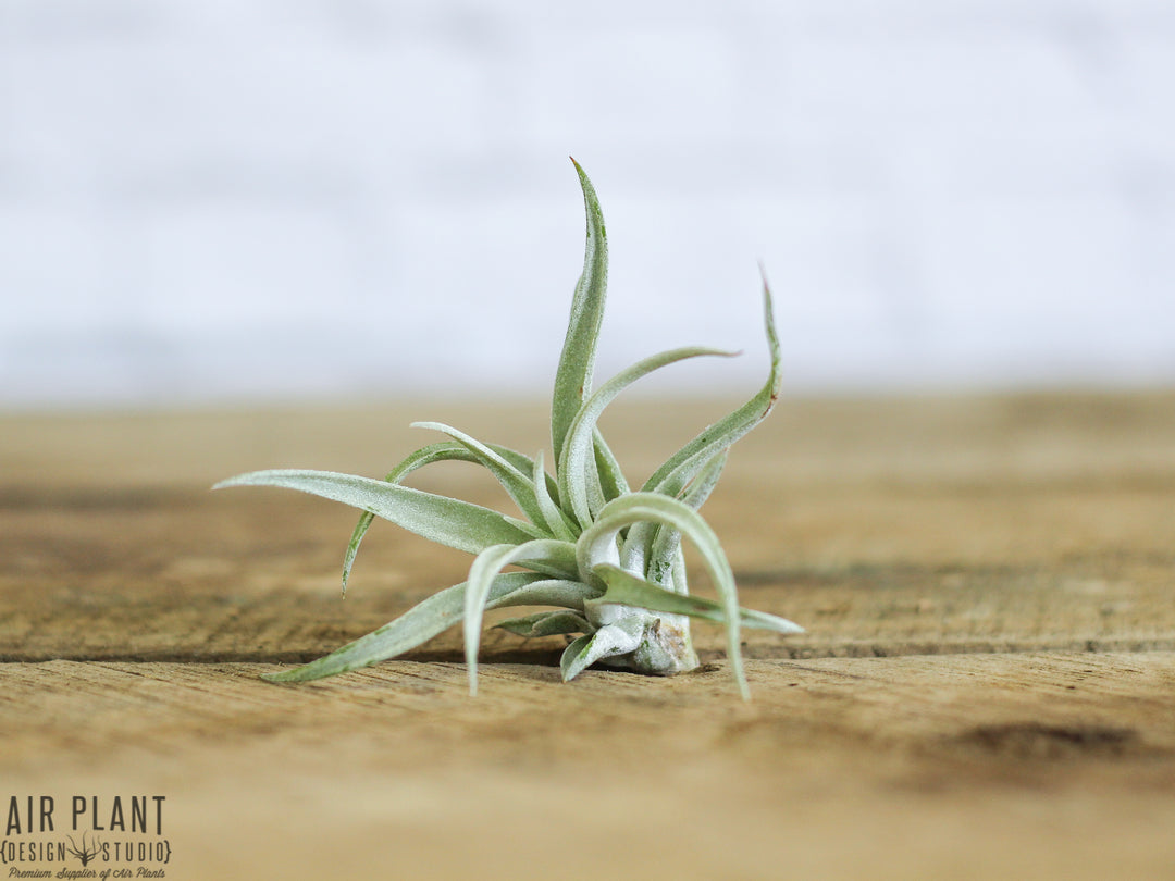 Tillandsia Harrisii Air Plant