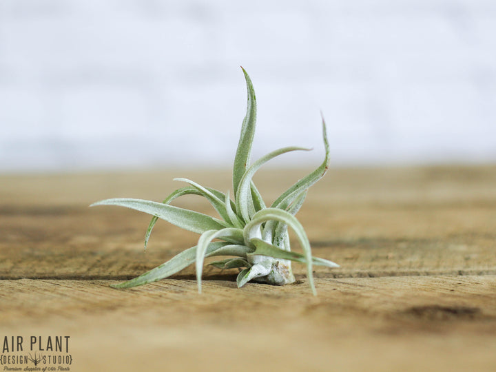 Tillandsia Harrisii Air Plant