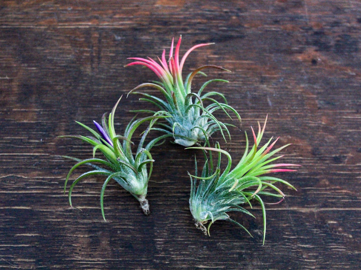 3 blushing and blooming tillandsia ionantha fuego air plant 