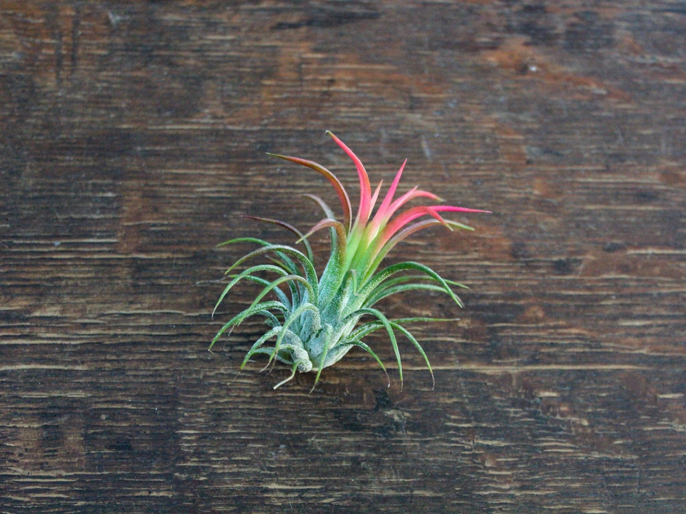 blushing tillandsia Ionantha fuego air plant