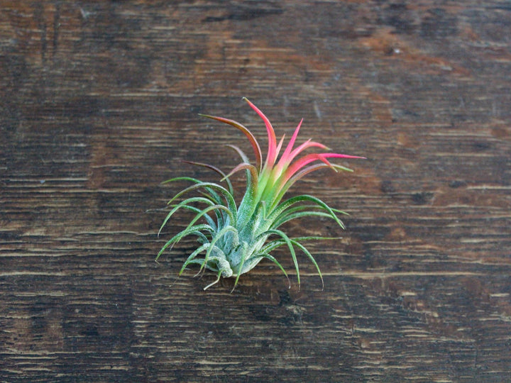 blushing tillandsia Ionantha fuego air plant