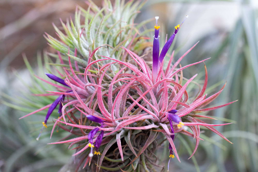 Blushing and Blooming Clump of Tillandsia Ionantha Rubra Air Plants