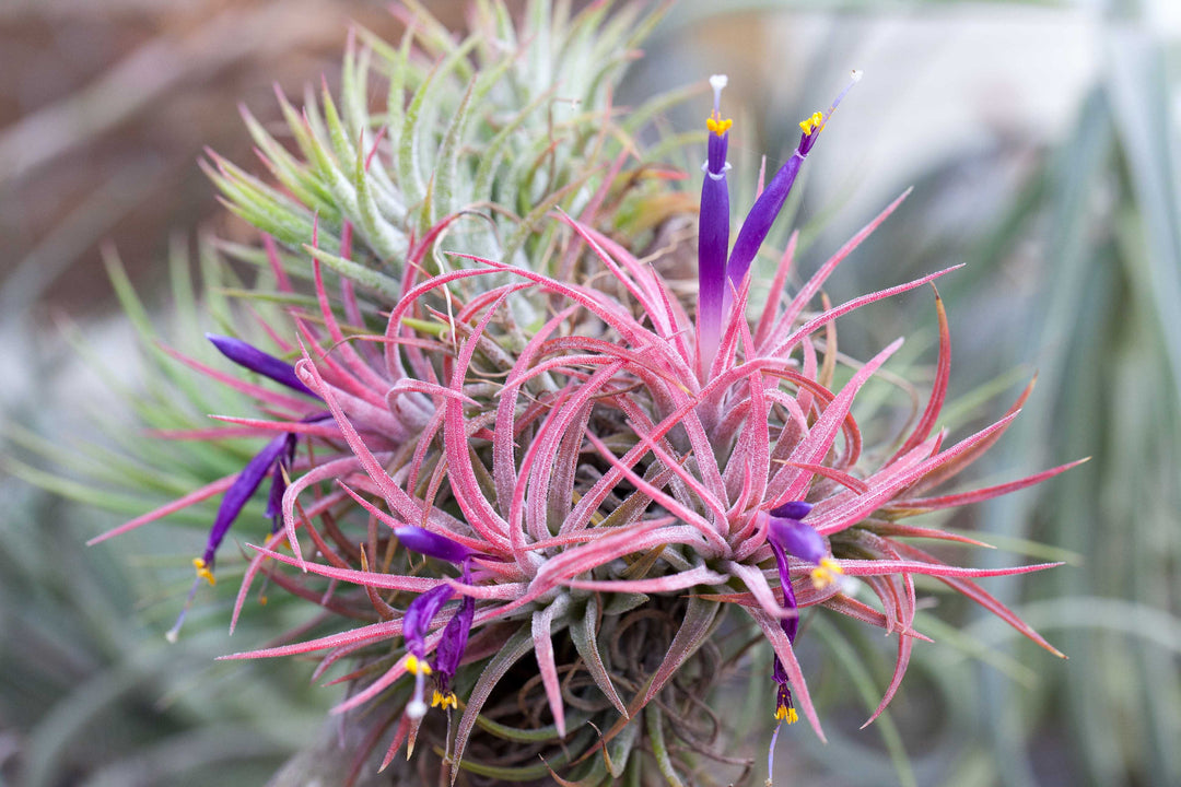 Blushing and Blooming Clump of Tillandsia Rubra Air Plants