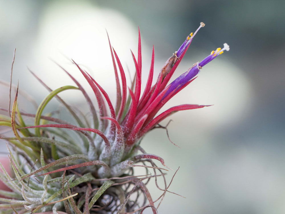 Blushing and Blooming Tillandsia Ionantha Guatemala Air Plant