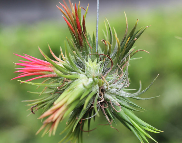 Clump of Tillandsia Ionantha Fuego Air Plants