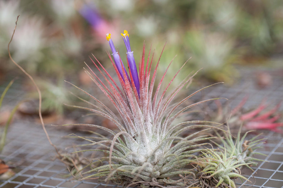 Blushing and Blooming Tillandsia Ionantha Guatemala Air Plant